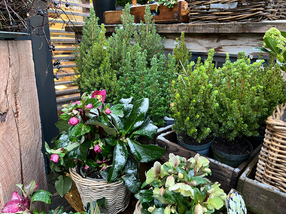 Pflanzen blumenhofkehr.de